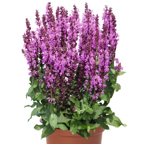 Salvia nemorosa 'Royal Magenta' - Metssalvei 'Royal Magenta' P11/0,75L     